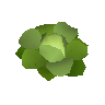 Cabbage