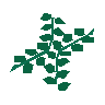 Seaweed