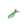 Raw sardine