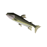 Leaping trout