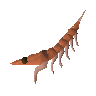Raw giant krill