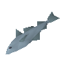 Raw haddock