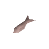 Sardine