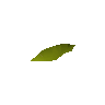 Willow seed