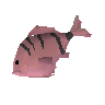 Cavefish