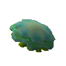 Green blubber jellyfish