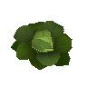 Cabbage