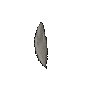 Silverhawk feathers