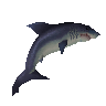 Raw great white shark