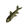 Raw minnow