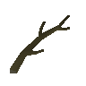 Willow branch