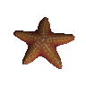 Starfish follower pet token