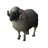 White ram (unchecked)