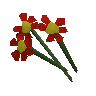 Red flowers