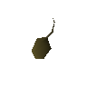 Potato seed
