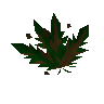 Grimy dwarf weed