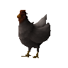 Common white hen (unchecked)