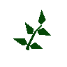 Equa leaves