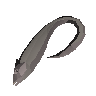 Raw beltfish