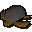 Sea turtle