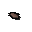 Potato cactus seed