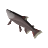 Leaping salmon