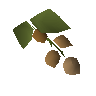 Krandorian hops