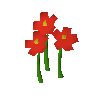 Nasturtiums