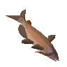 Catfish