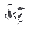 Beetle bits