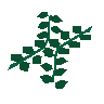 Seaweed