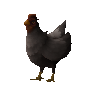 Varrockian red hen (unchecked)