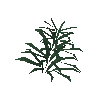 Rosemary