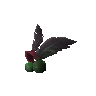 Savage plume