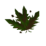 Grimy ranarr