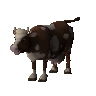 Chocolate cow (unchecked)