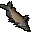 Raw catfish