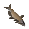 Raw catfish