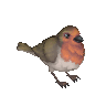 Robin