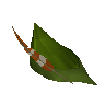 Robin Hood hat