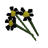 Black flowers