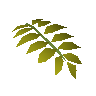 Curry leaf