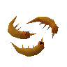Shrimps