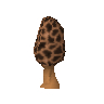 Morchella mushroom