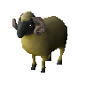 Fallfaced ram (unchecked)