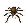 Fever spider egg (unchecked)