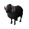 Black ram (unchecked)