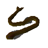 Cave eel
