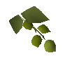 Asgarnian hops