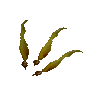 Kelp